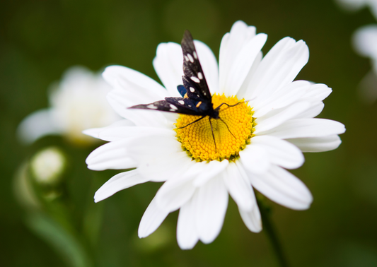 The elegance of classic black and white