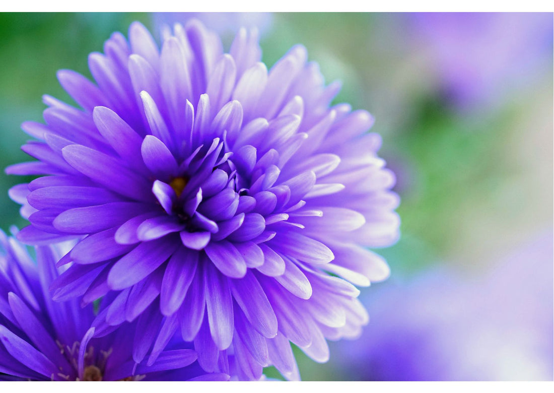 Embrace the magic of the colour purple