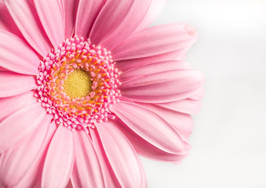 The power of pink: exploring the colour psychology of the colour PINK